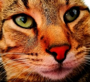 Close-up portrait of cat