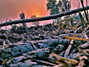 Close-up of log in forest against sky during sunset