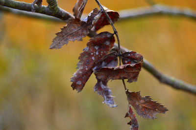 Close-up of dry leaf hanging on branch