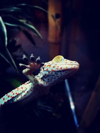 Close-up of a lizard