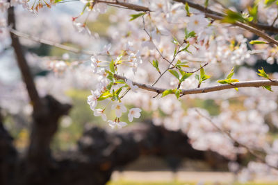 Close-up of cherry blossoms in spring