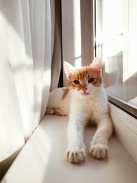 Cat lying down on window