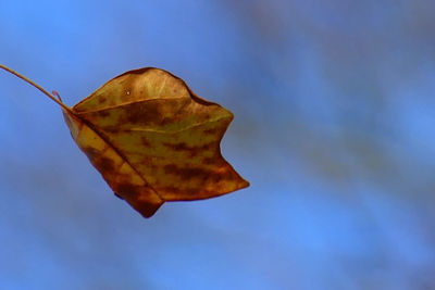leaf