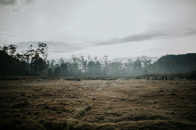 Scenic view of field against sky