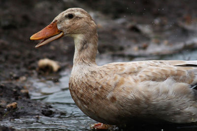 Close-up of duck