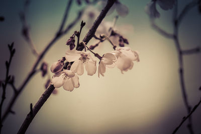 Close-up of cherry blossoms on branch