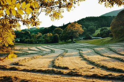 Scenic view of landscape