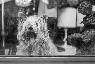Portrait of dog seen through glass window