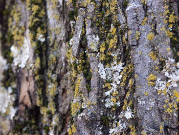 Full frame shot of tree trunk