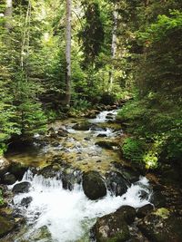 Stream flowing amidst trees in forest