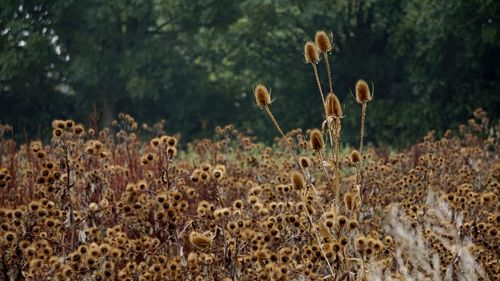 Close-up of plants