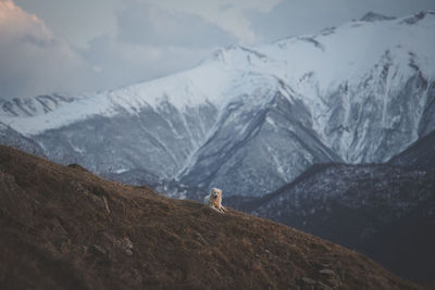 Dog in the mountains