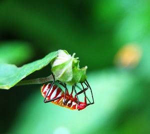 Close-up of insect on plant