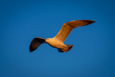 Low angle view of bird flying against clear blue sky