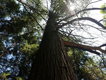 Low angle view of trees against sky