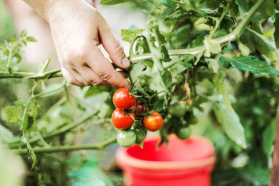 Cropped image of hand holding tomatoes plant