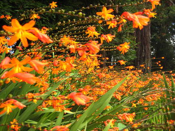 Close-up of yellow flowers