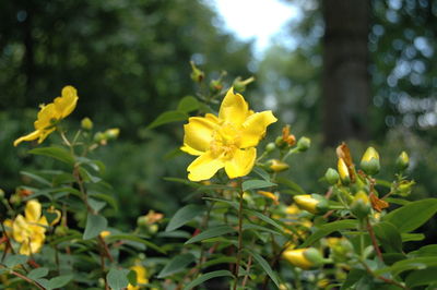 Close-up of yellow flower