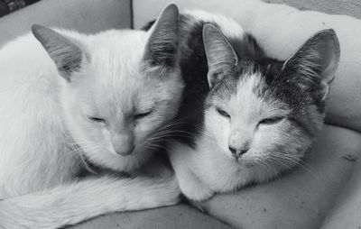 Portrait of cats relaxing at home