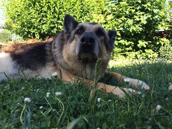 Dog sitting on grass