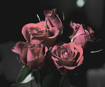 Close-up of pink rose