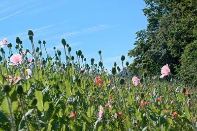 Close-up of flowering plants on field against sky