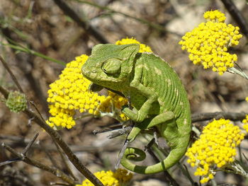 Close-up of yellow flower on plant