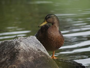 Close-up of duck perching on rock by lake