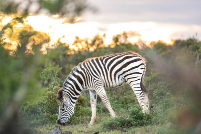 Zebra in a field