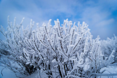 Close-up of snow covered tree