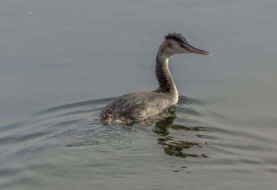 Crested grebe at blashford lakes near ringwood, uk