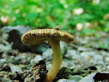 Close-up of a mushroom