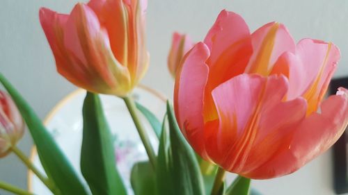 Close-up of orange tulips