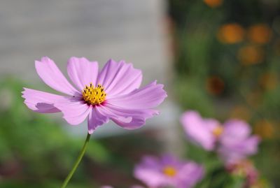 Close-up of pink cosmos flower