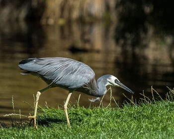 Bird on grassy field