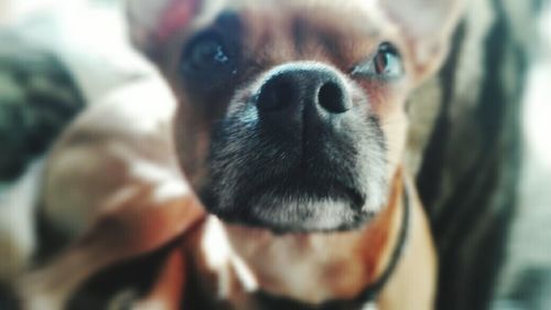 Close-up portrait of a dog