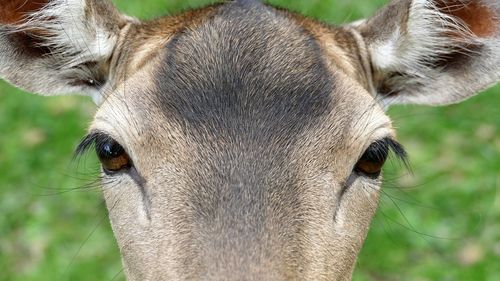 Close-up portrait of horse