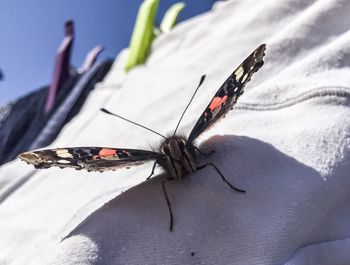 Close-up of insect