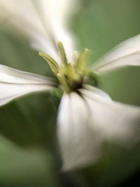 Close-up of flower