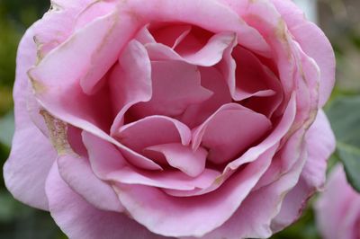 Close-up of pink rose