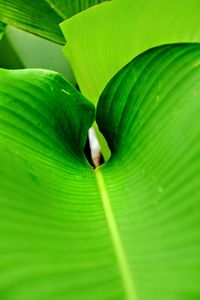 Close-up of green leaves