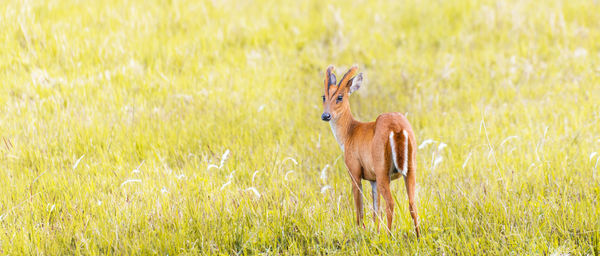 Deer standing on field