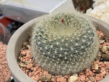 succulent plant