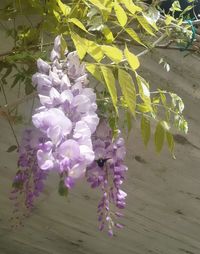 Close-up of fresh purple flowers on tree