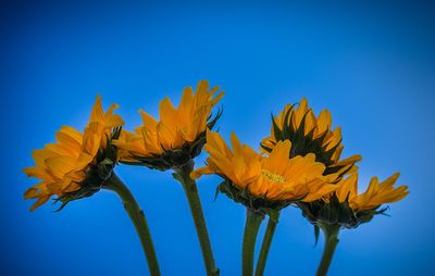 Low angle view of flowering plant against blue sky