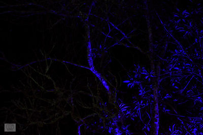 Close-up of bare tree in forest at night