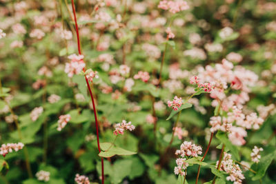 Close-up of pink flowering plant