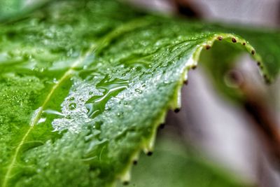 Close-up of water drops on leaf