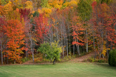 Trees in forest during autumn