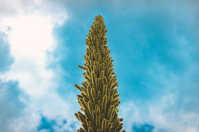 Close-up of succulent plant against sky